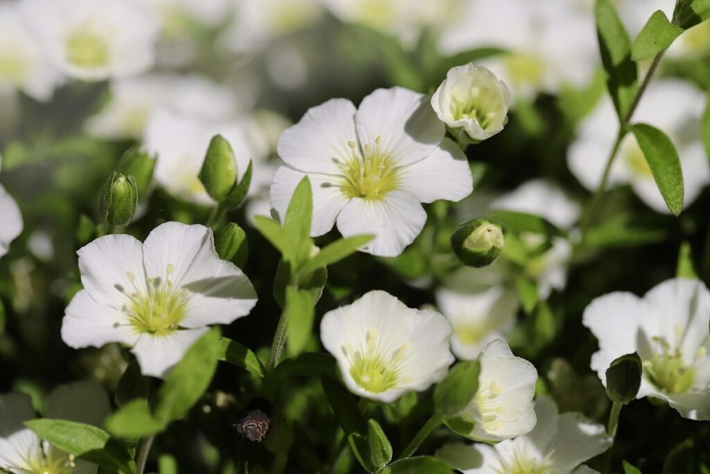 chickweed identification in lawn garden