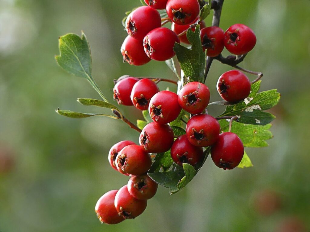 chokeberry shrub