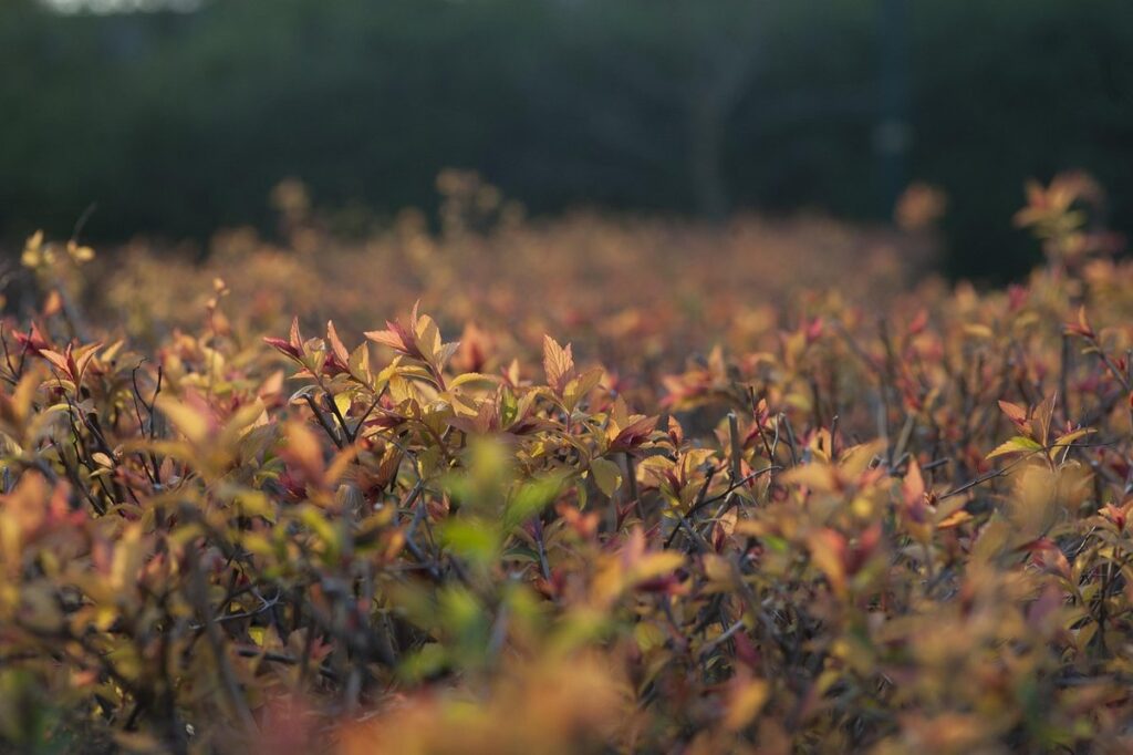 colorful hedge plants
