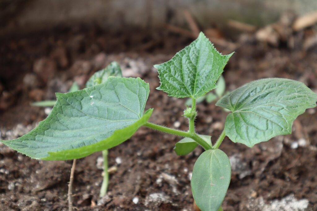 companion planting cucumbers