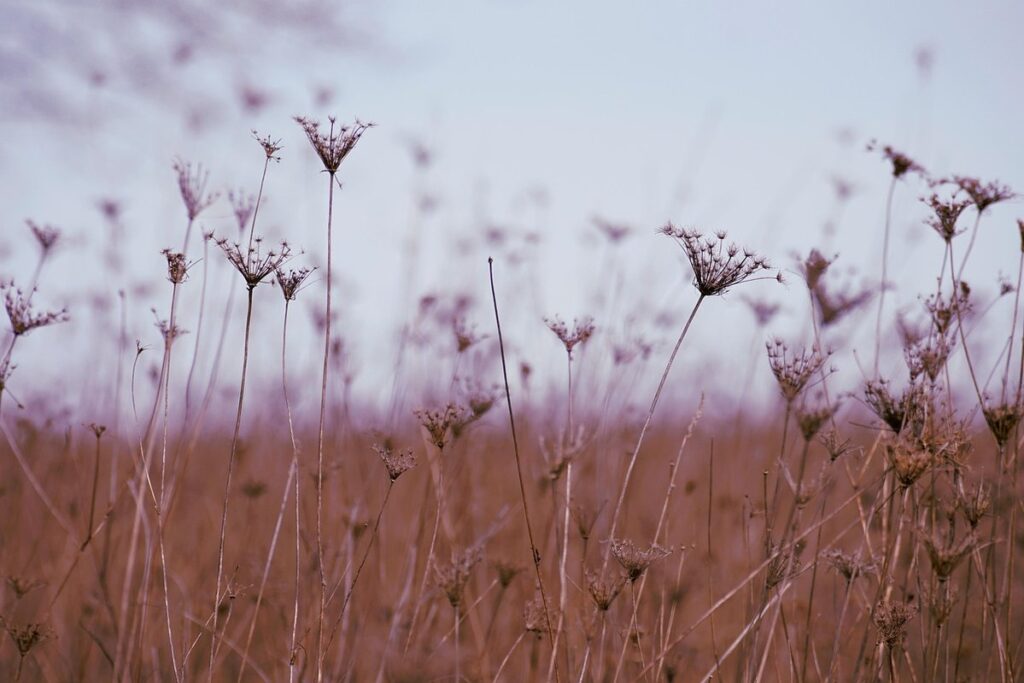 companion planting daucus