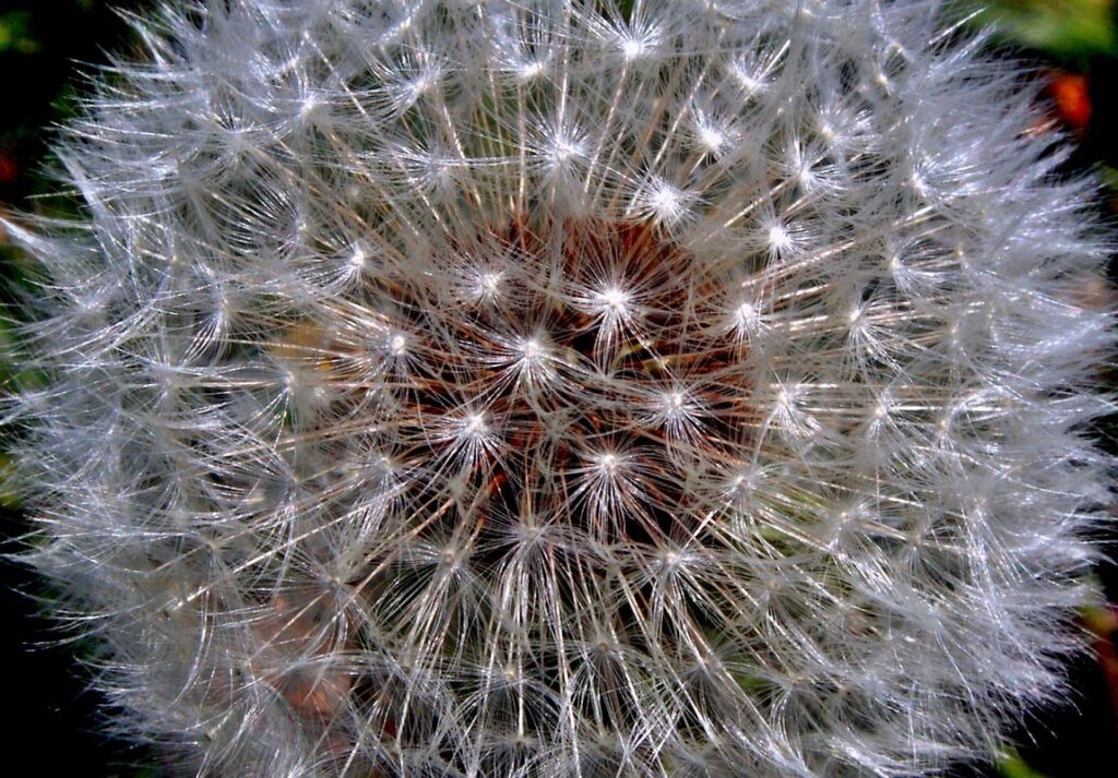 coolest flowers ever