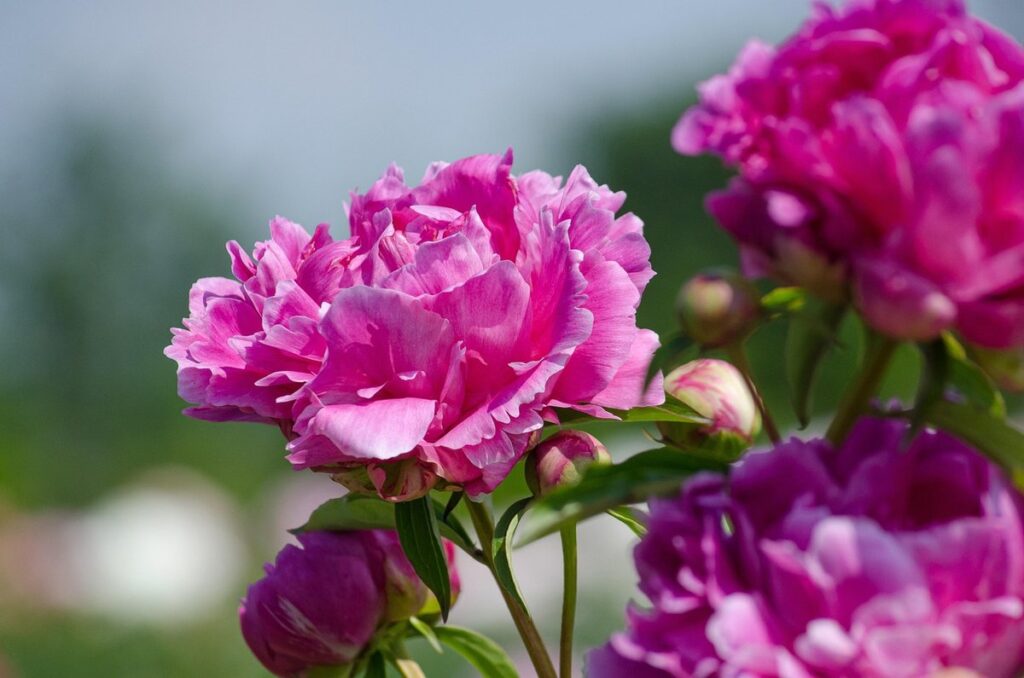 perennials for cottage gardens