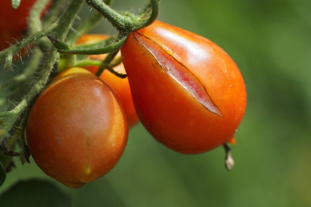 tomato fruit cracking prevention