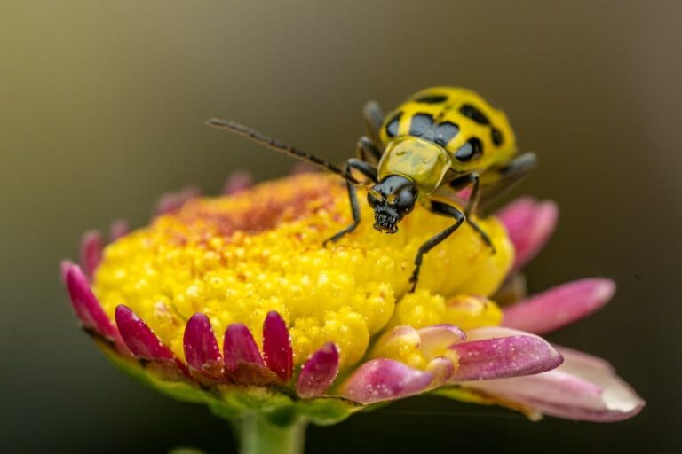 cucumber beetles in garden