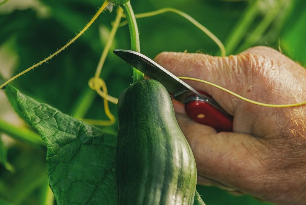 cucumber growing