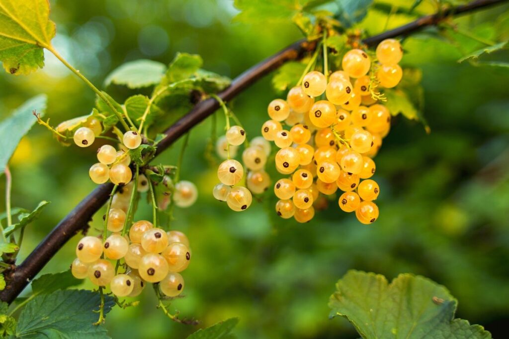 currant pruning guide