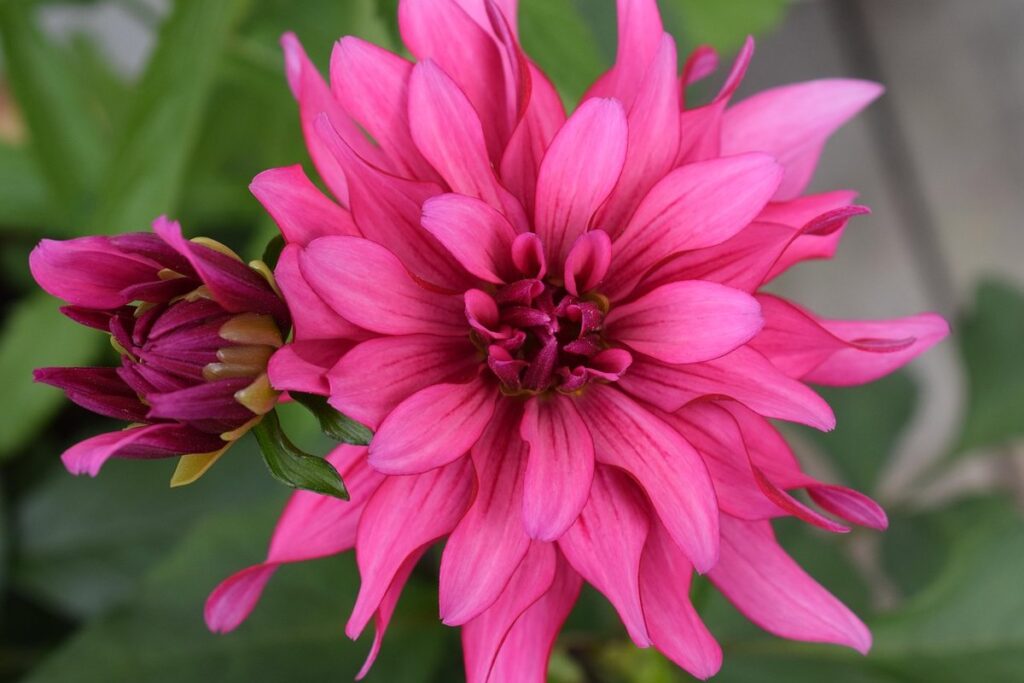 dahlia tubers planting