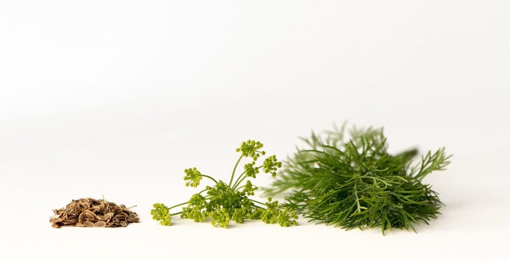 when to plant dill seeds