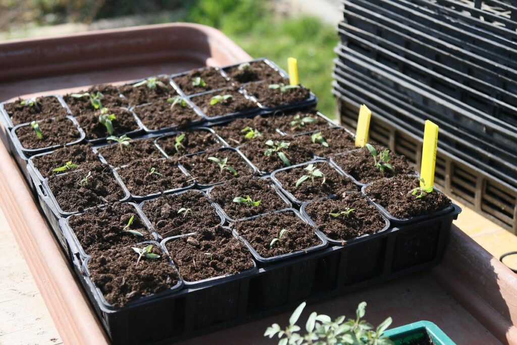 direct sowing tomatoes