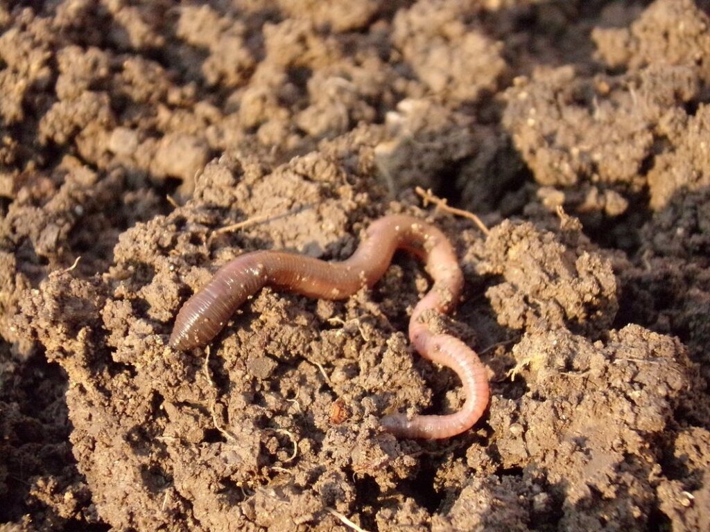 earthworms in garden soil benefits