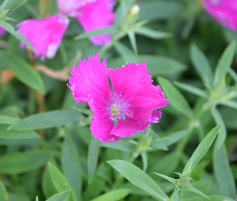 edible landscape plants