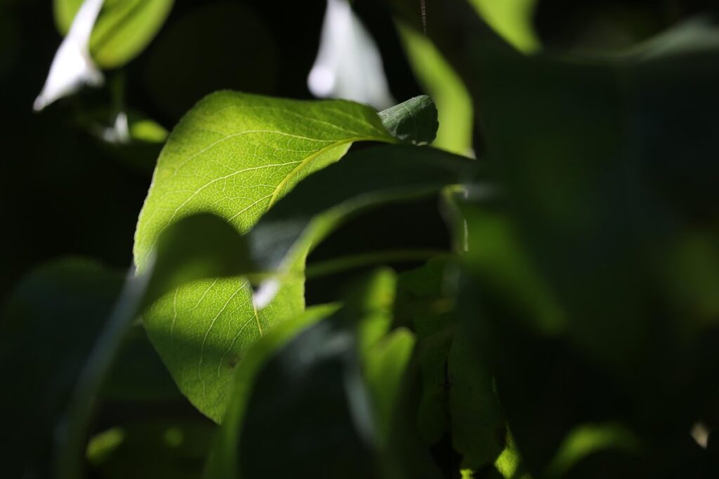 evergreen climbing plants