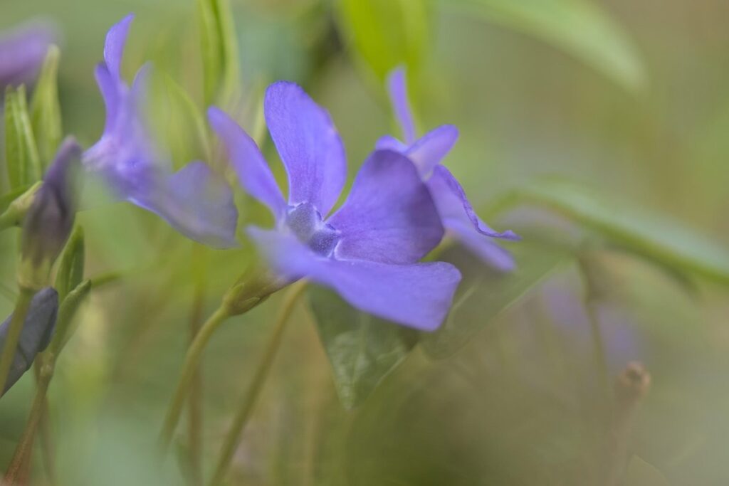 evergreen ground cover for shade