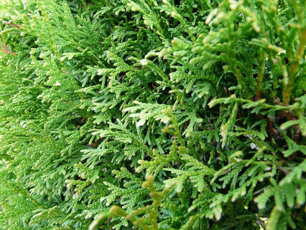 evergreen hedge plants