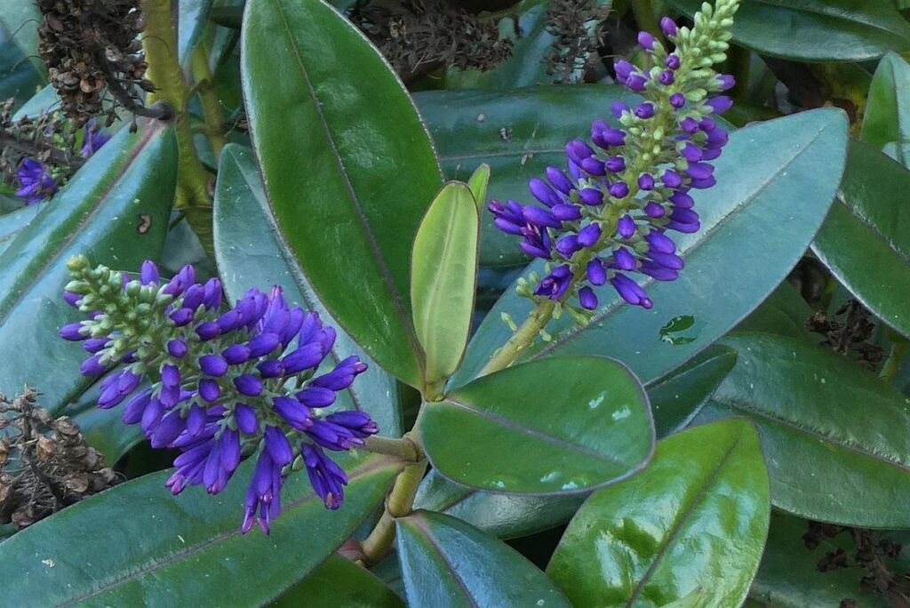 evergreen shrubs with blue flowers