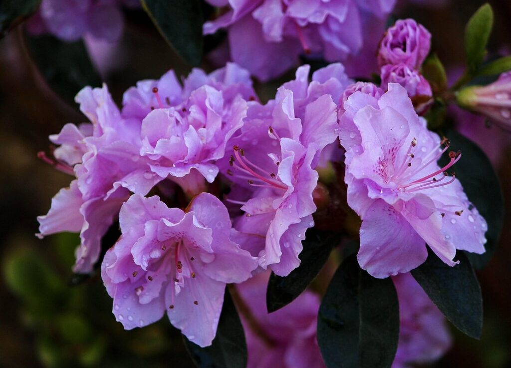 evergreen shrubs with purple flowers