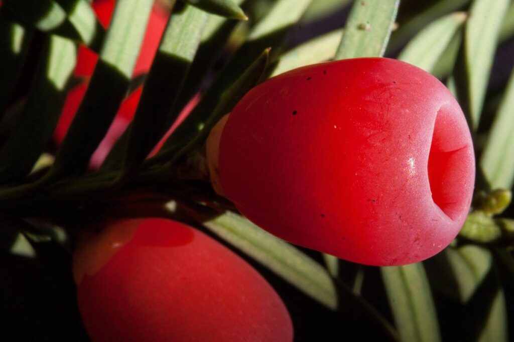 evergreen shrubs with red berries