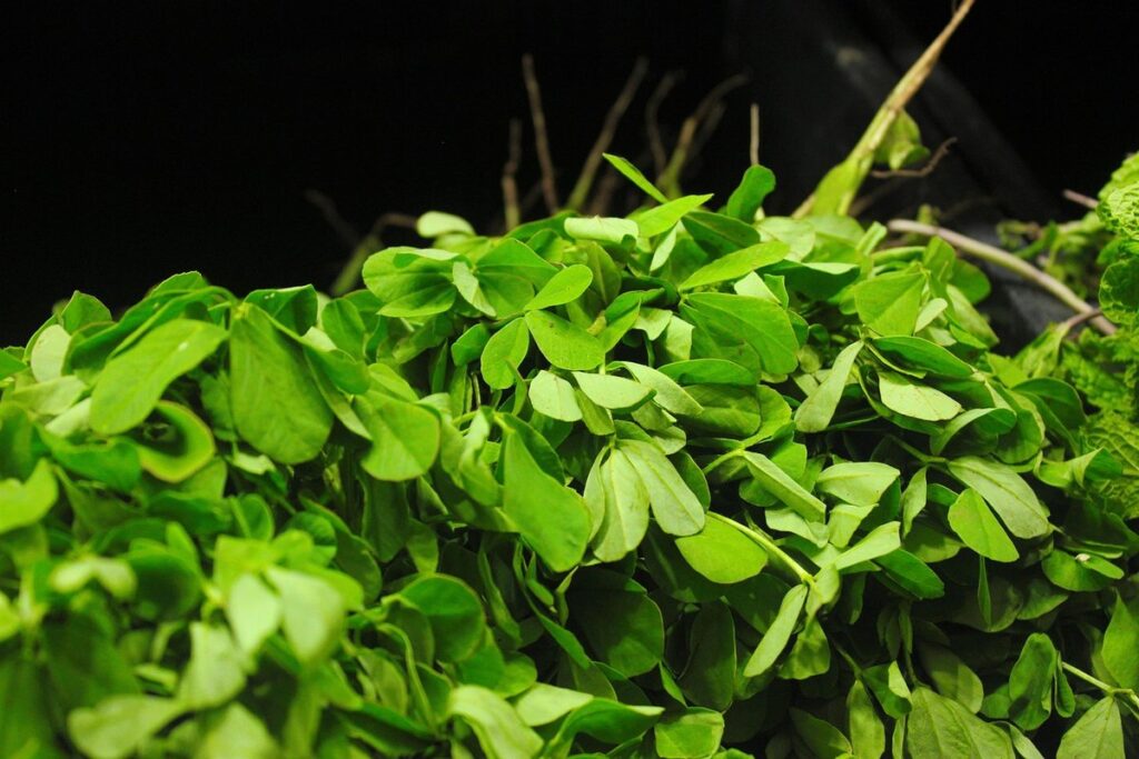 fenugreek growing
