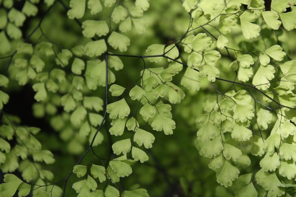 Ferns indoors
