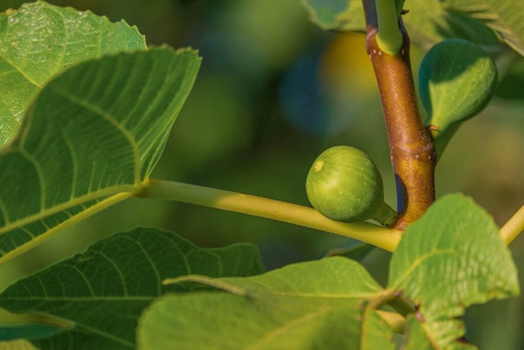 fig branch