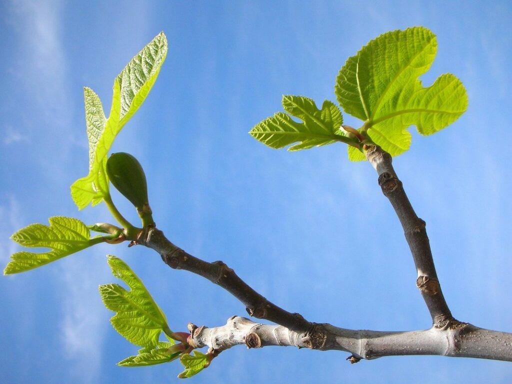 types of fig leaves