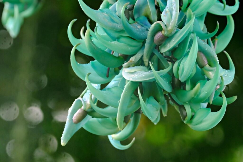flowering jade plant