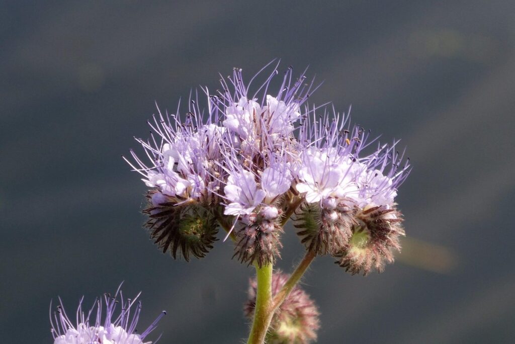 flowers attract pollinators