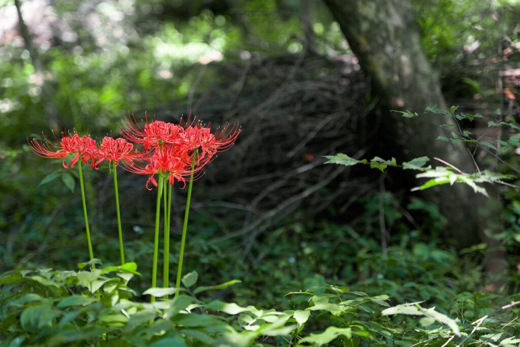 flowers for shade bed