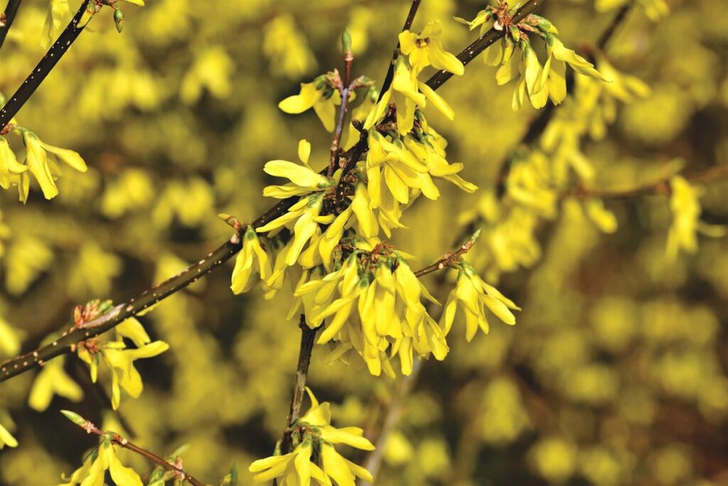 forsythia hedge