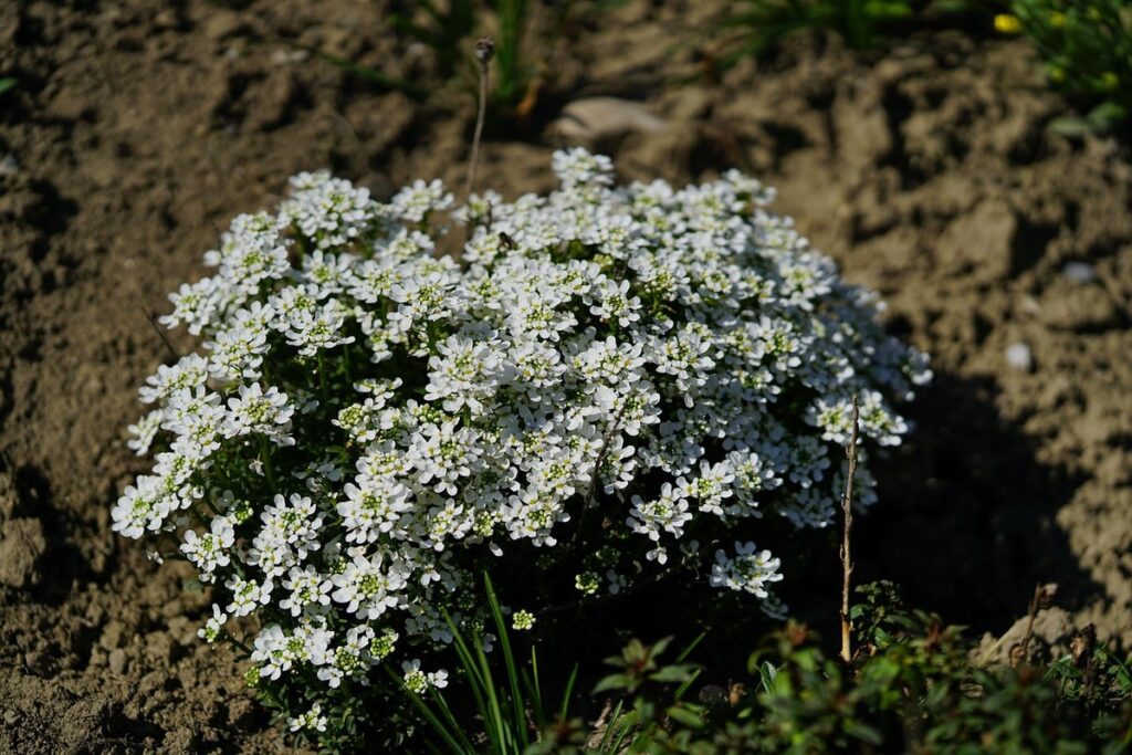 fragrant ground cover