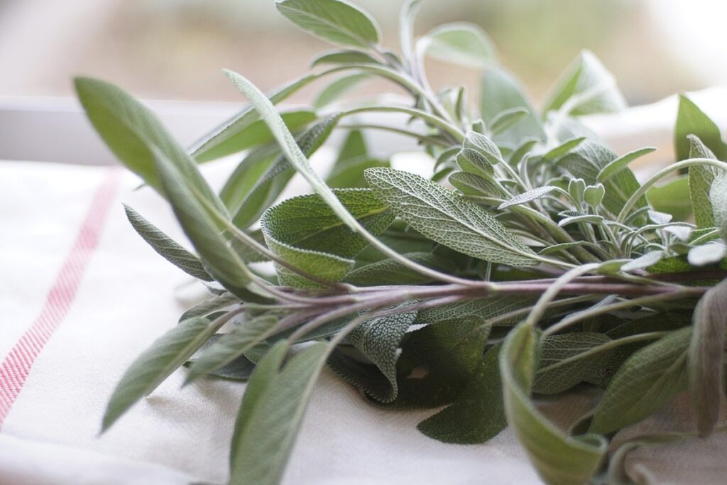 fresh sage leaves