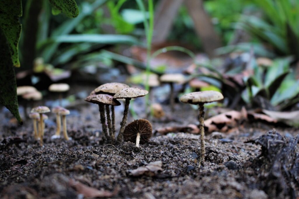 beneficial fungi in soil
