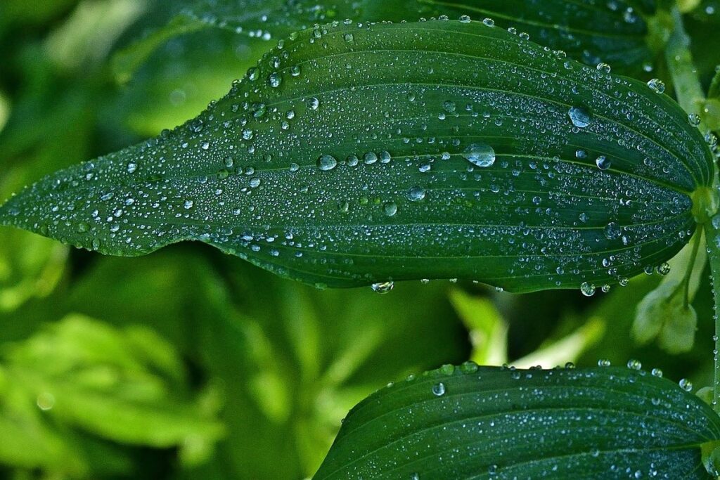 garden journal template ideas