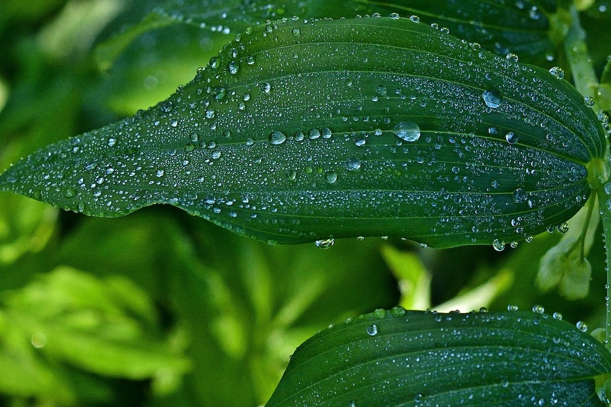 Boost Gardening Productivity with These 10+ Garden Journal Templates