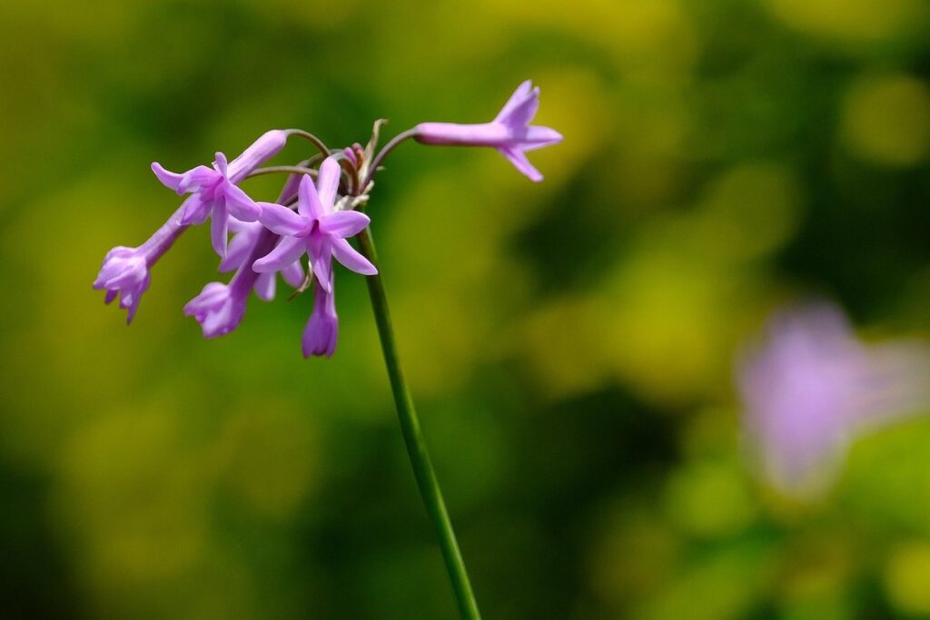garlic flowers