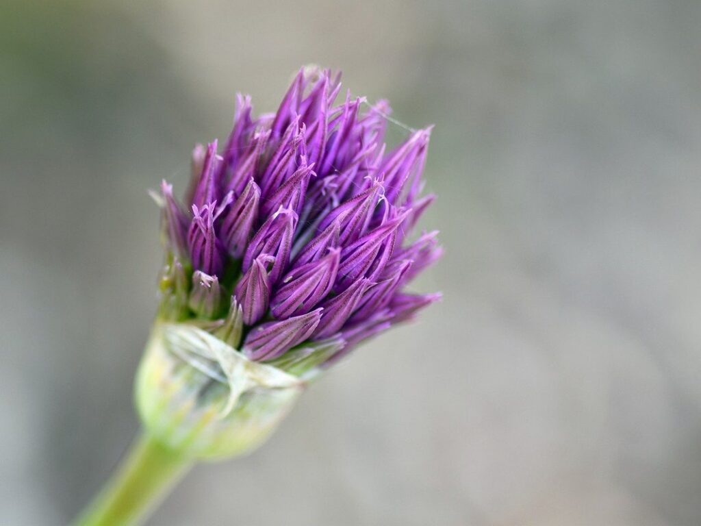 how to grow garlic from a clove in water