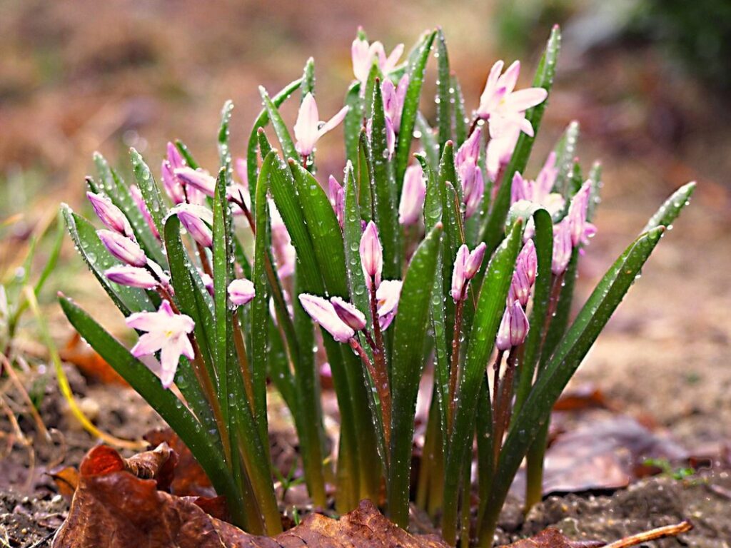 how to grow onions in water