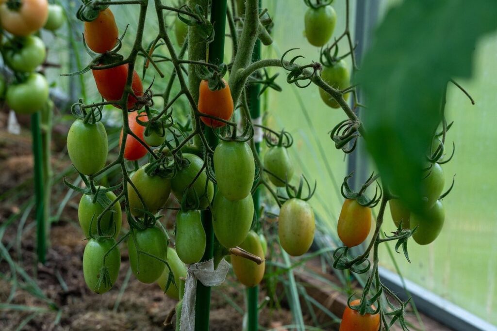 growing tomatoes in a greenhouse