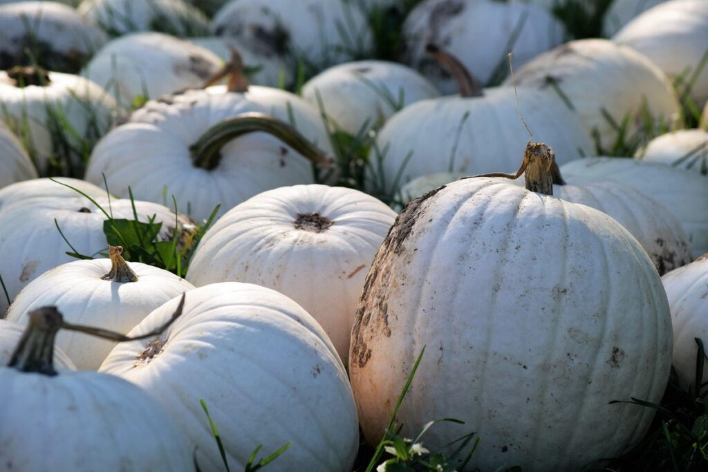 growing white pumpkins
