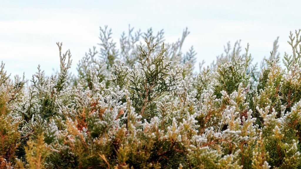 hedge plants with winter interest