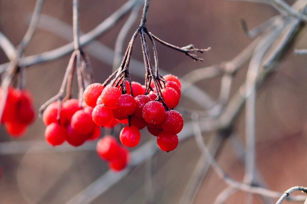 hedge plants with berries