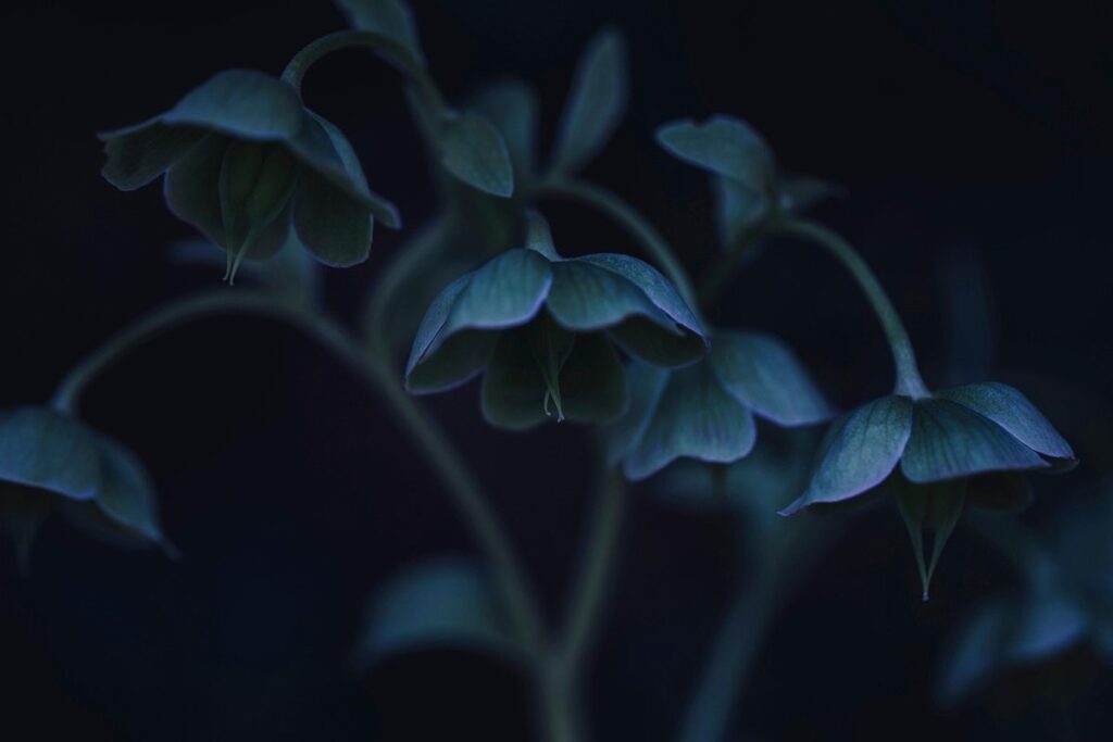 hellebore companion plants