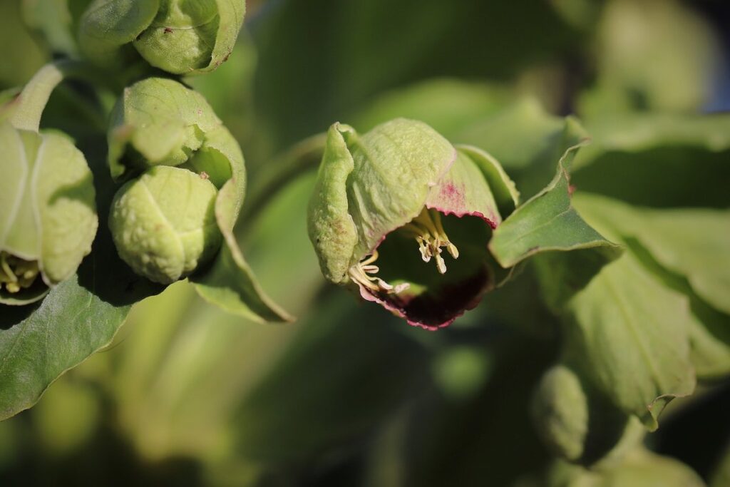 helleborus foetidus
