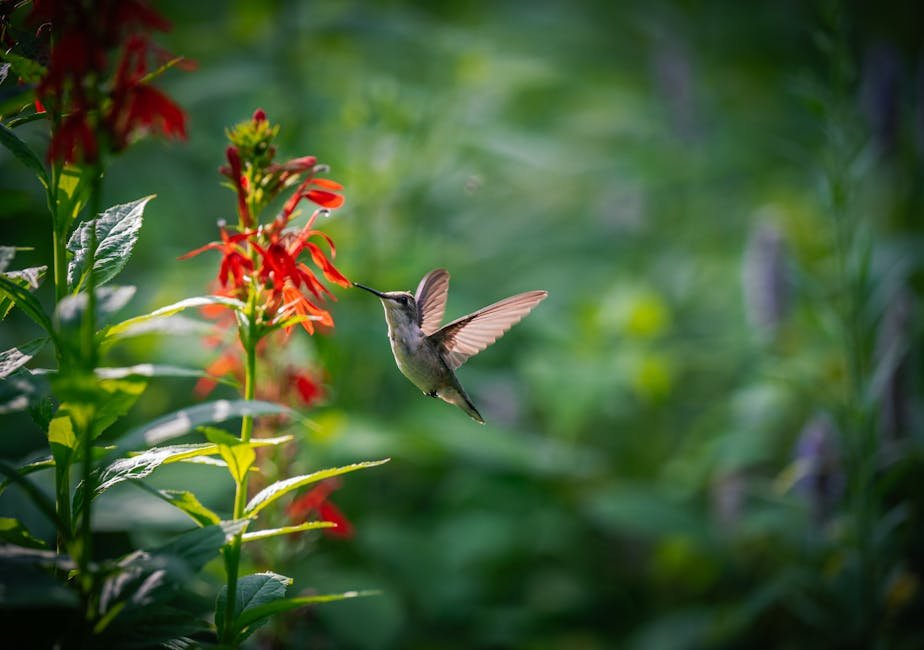 Hummingbirds in garden plants -> Hummingbirds in flowers