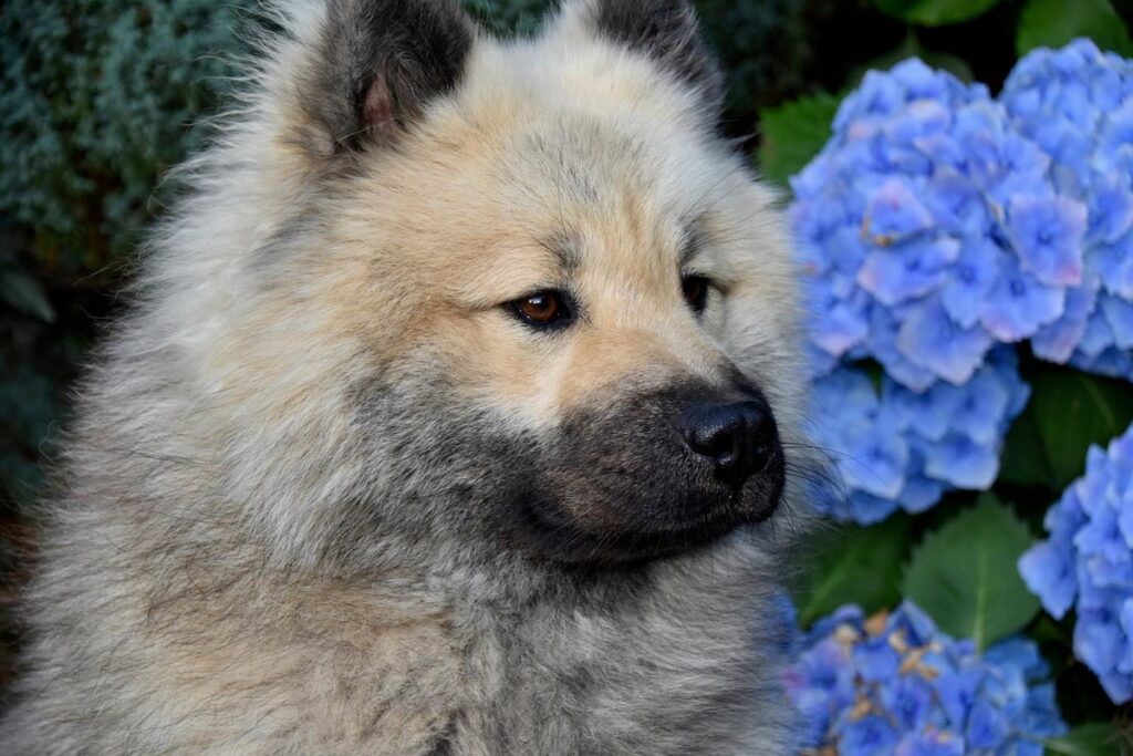 companion plants for hydrangeas