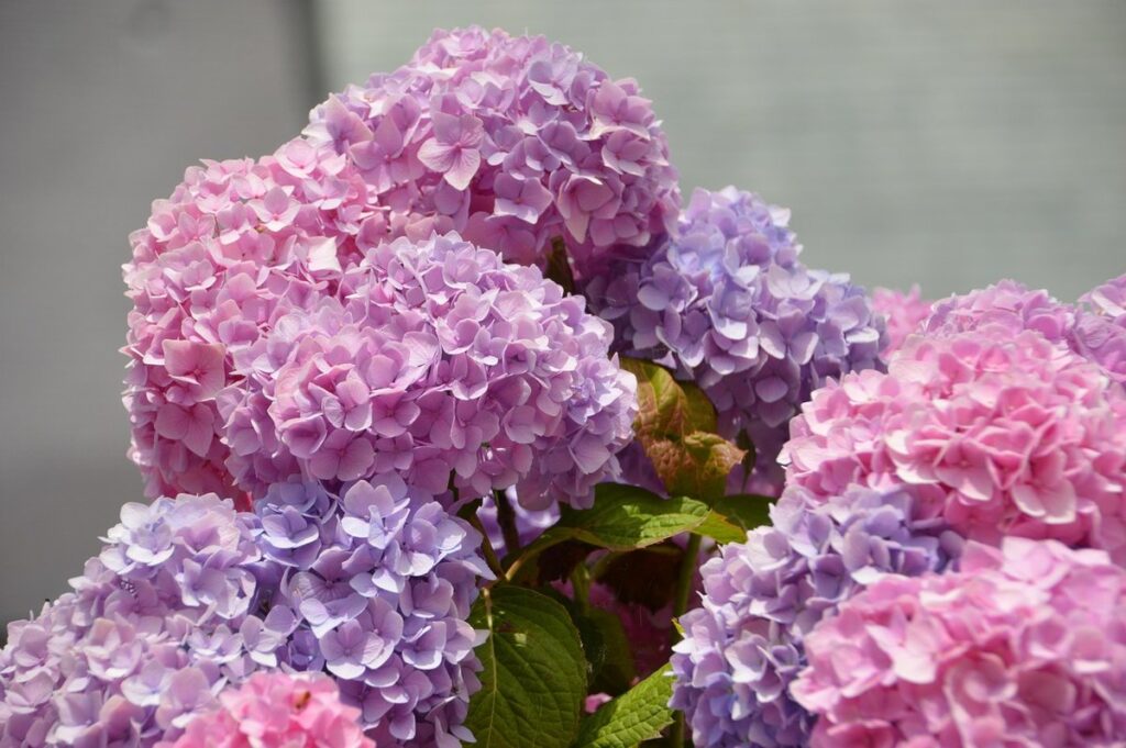 hydrangea hedge