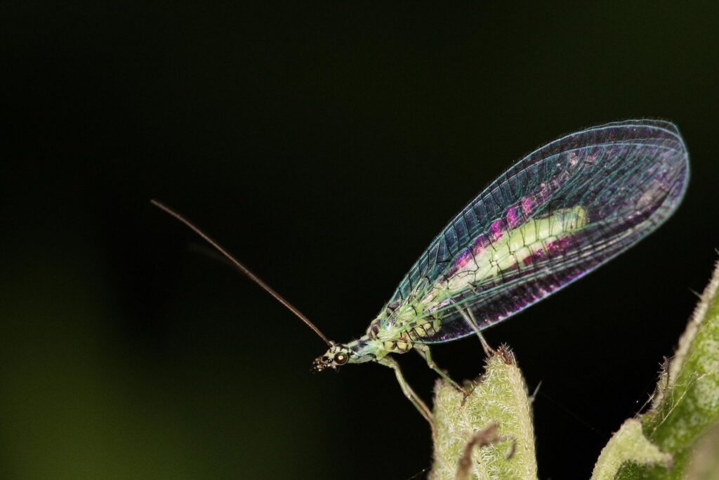 lacewings in garden benefits