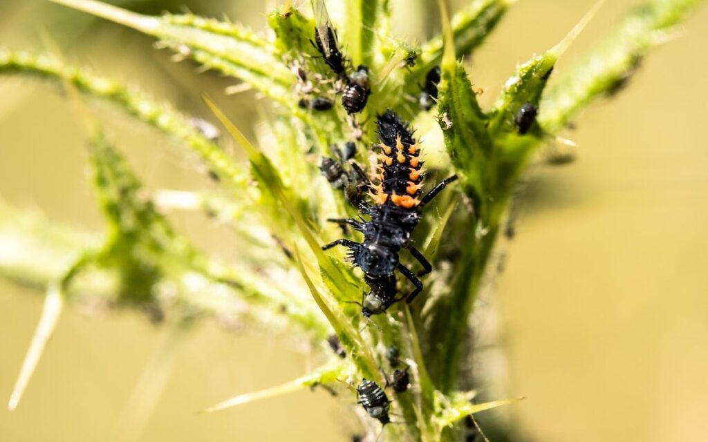 ladybugs for aphids
