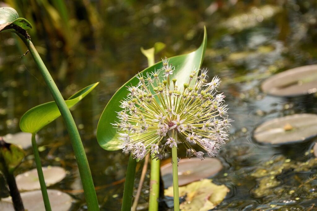 lavender seeds planting